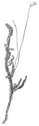 Drepanocladus brachiatus secund form, habit with capsule. Drawn from T. Kirk, s.n., CHR 585864.
 Image: R.C. Wagstaff © Landcare Research 2014 
